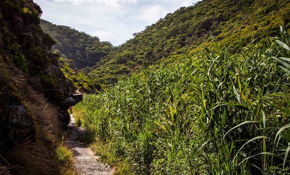 Club Lorne Activities Bush Walks